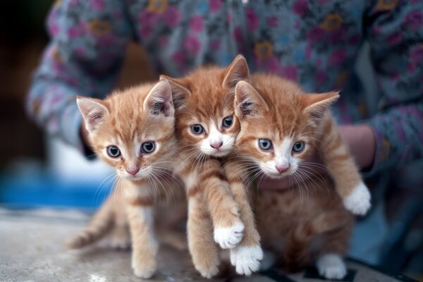 Three red kittens are getting ready to play