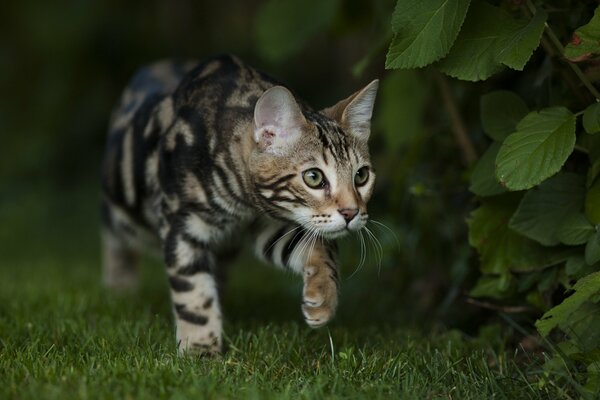 Gatto del Bengala che caccia un cespuglio nell erba