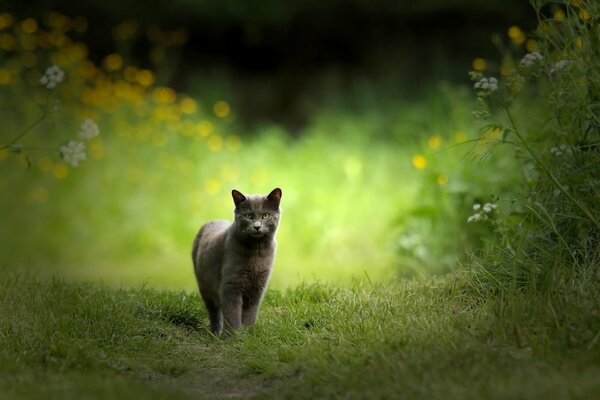 Grey cat in nature