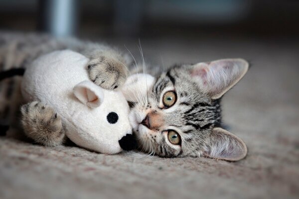 A kitten cuddles with a favorite toy