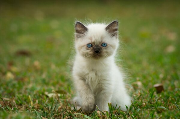 Chaton siamois dans l herbe