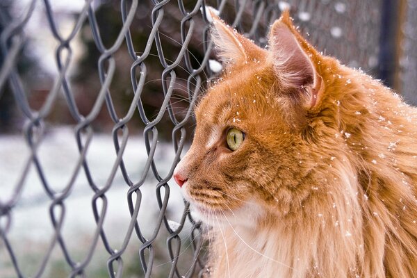 Maine Coon dai Capelli rossi vicino alla recinzione nella neve