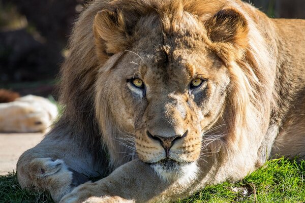 Regard calme d un Lion redoutable