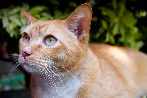 A ginger cat with green eyes