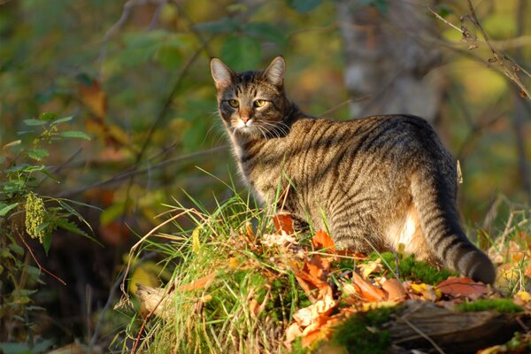 Gato rayado caminando en el bosque de otoño