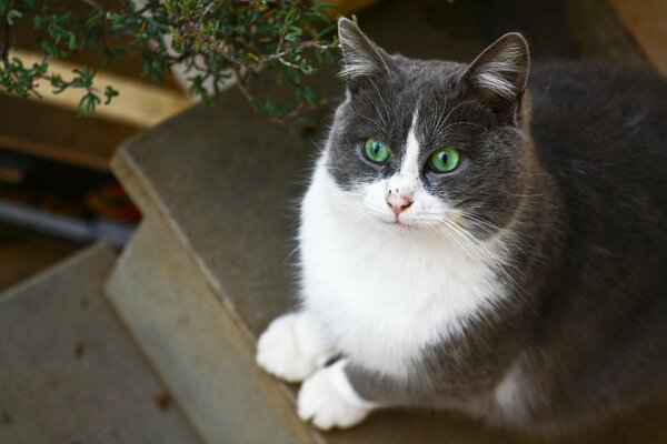 A white and gray cat with green eyes