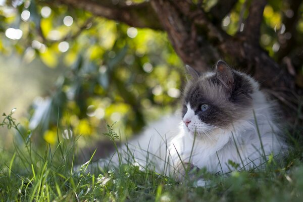 Пушистый кот летом под деревом