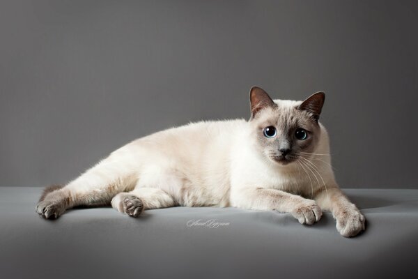 Gatto tailandese con gli occhi blu su sfondo grigio