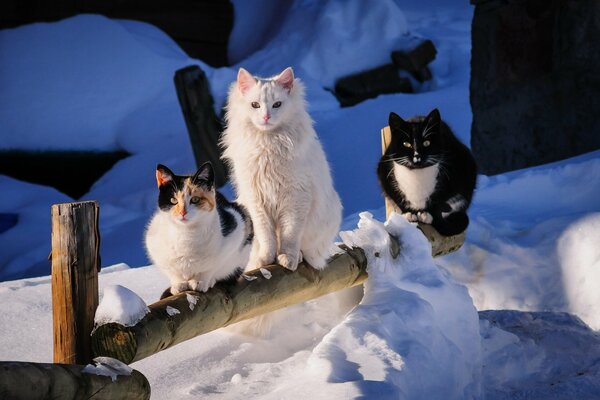 Drei Katzen sitzen am verschneiten Morgen auf einem Baumstamm