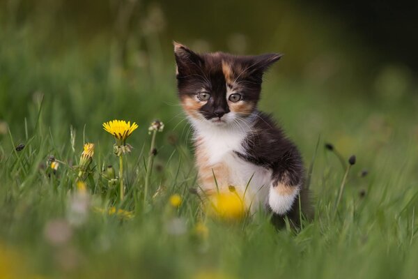 Gattino che corre sull erba e annusa i fiori