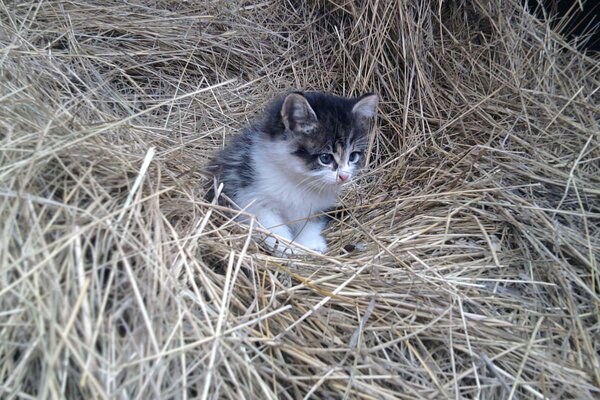 Pequeño gatito en el heno final