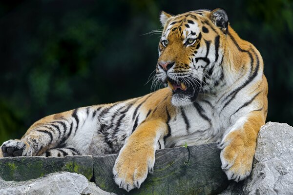 El descanso real del tigre depredador