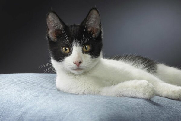 Hermosa pose de gatito juguetón blanco y negro