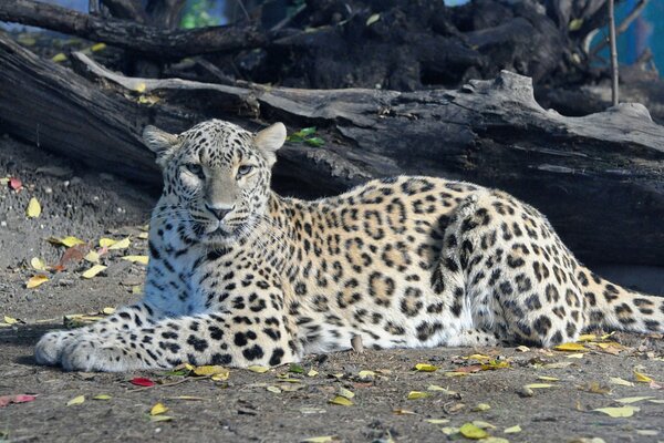 Leopardo persa con mirada de depredador