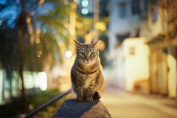 Die Katze in den Lichtern der Abendstadt