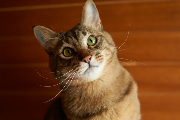 Eine grünäugige rothaarige Katze mit einem berühmt verdrehten Schnurrbart