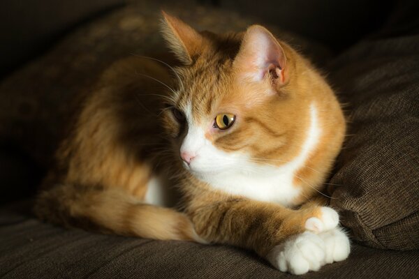 Chat blond se prépare à l attaque