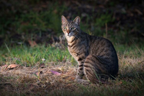 Gato gris sentado en la hierba seca