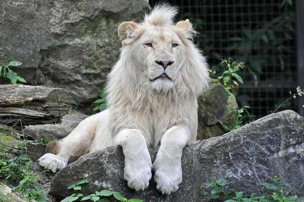 Foto di un leone bianco seduto su una pietra