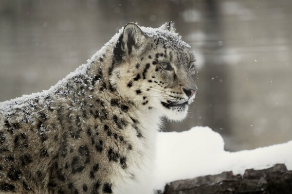 Léopard des neiges, faune en hiver