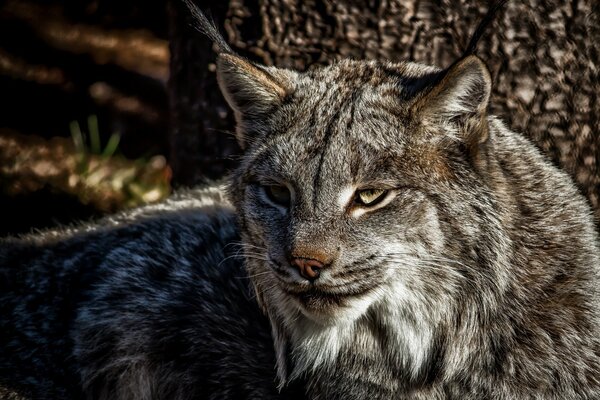 Chat prédateur-Lynx à la chasse