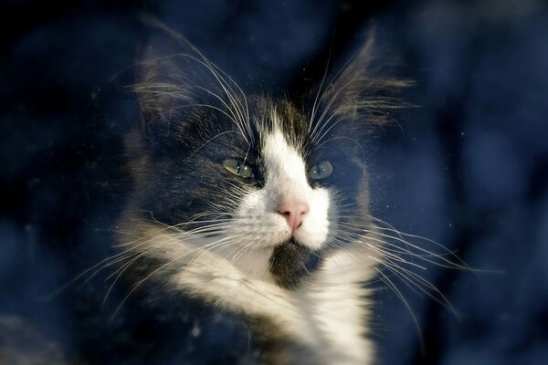 Schöne Katze im Fenster