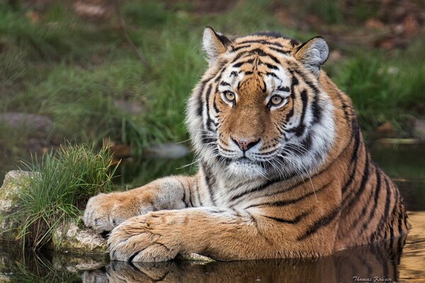 Ein genauerer Blick auf eine wilde Katze