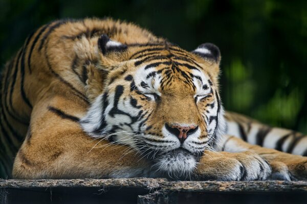 Amur tiger sleeps like a cat