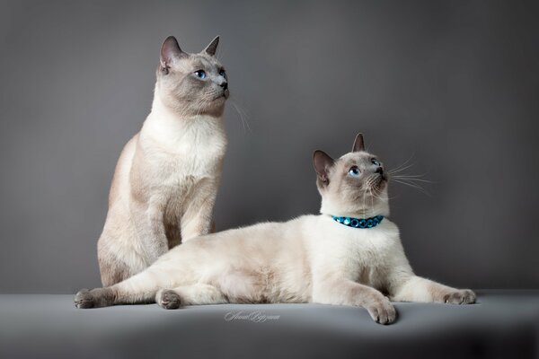 Два элегантных кота на сером фоне