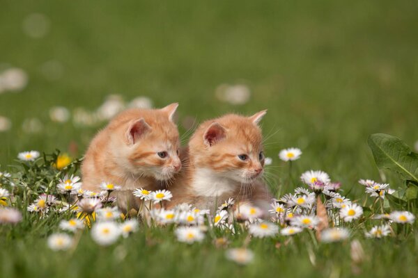 Zwei rothaarige Kätzchen in einem Feld mit Gänseblümchen