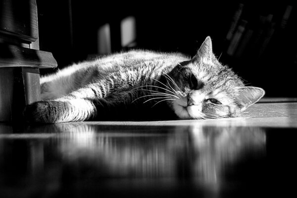 Un gato cansado yace en el Suelo. Foto de gato en blanco y negro