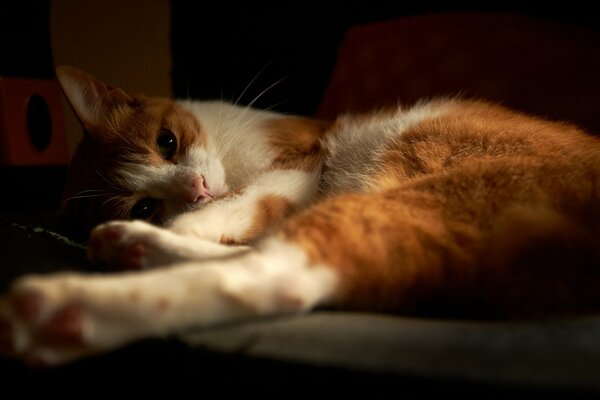 El gato de dos colores descansa sobre un fondo oscuro con las patas hacia adelante