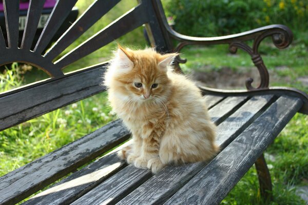 A small red-haired cat is sitting on a bench