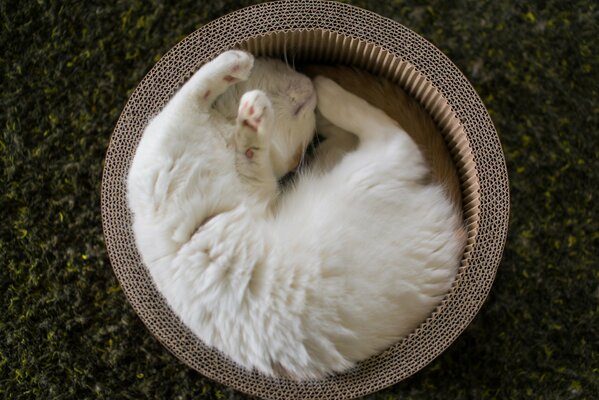 Белый пушистый котенок свернулся кругом в корзине