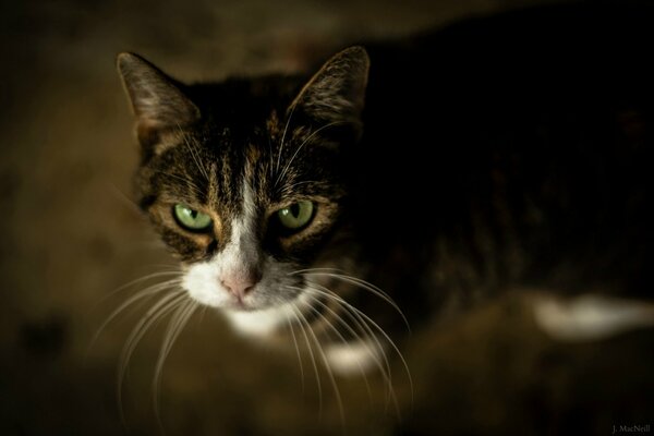 Chat mignon avec des yeux verts