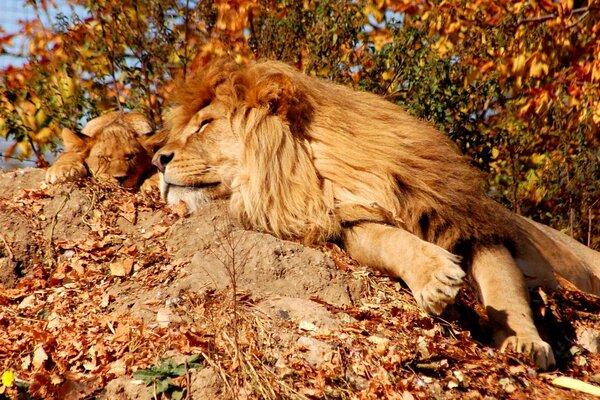 León y León toman el sol