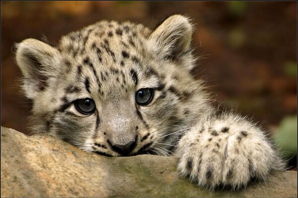 The young snow leopard does not have an evil look but a powerful paw