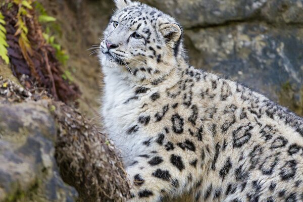 Schneeleopard auf Sommer Natur Hintergrund