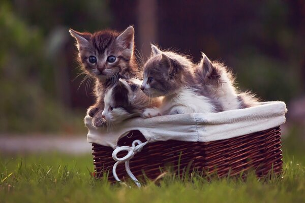 Curious kittens are sitting in a basket