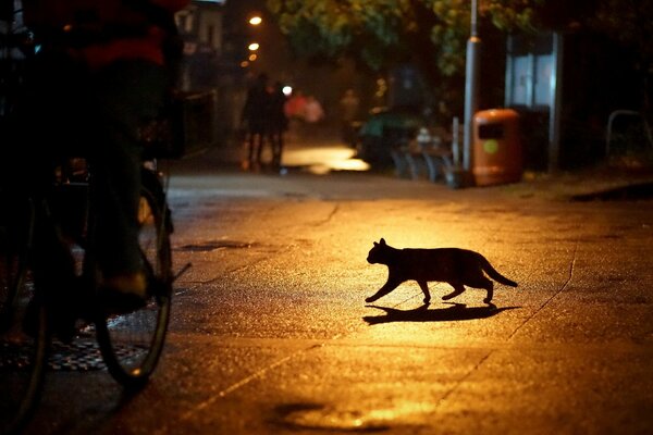 Chat dans la ville de nuit