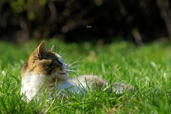 Schnurrbärtige süße Katze im grünen Gras