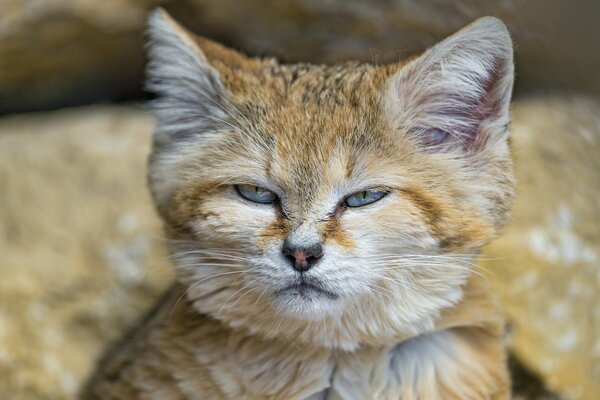 Il gatto di barkhan ti segue con grande disprezzo