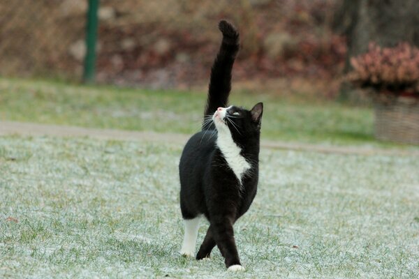 Gato blanco y negro sobre hierba verde