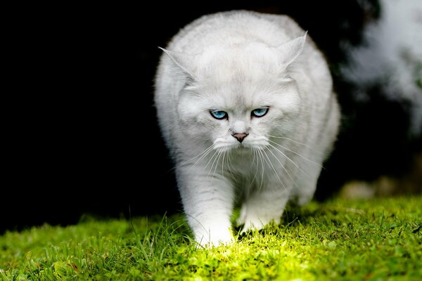 Bel gatto bianco che cammina sull erba