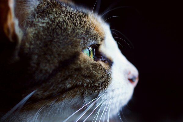 Perfil de gato blanco y gris sobre fondo negro