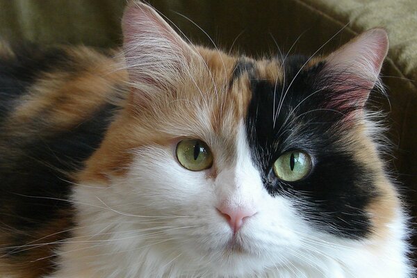 Gato peludo con ojos verdes
