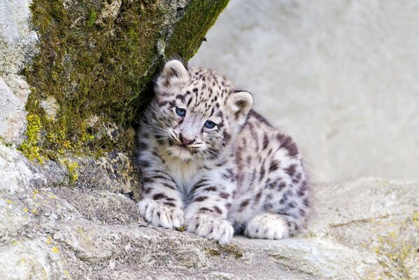 El gatito del leopardo de las Nieves Mira a la cámara