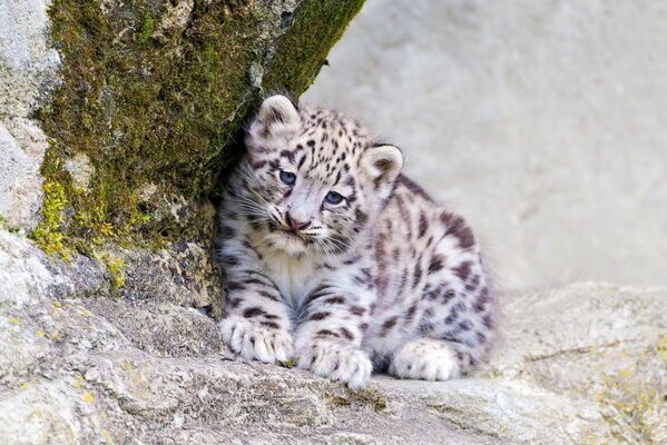 Chaton léopard des neiges en regardant la caméra