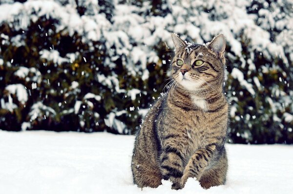 Gato de ojos verdes sorprendido por su primer invierno sentado en la nieve