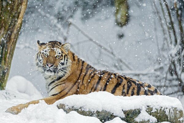 The tiger is lying on a snow-covered rock